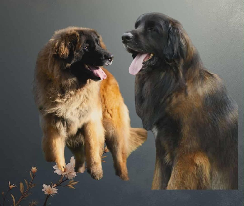 Portée à naître vers le 20 novembre 2025