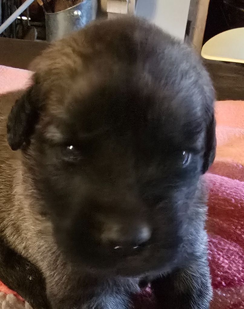 du domaine de la noyaraye - Chiots disponibles - Leonberger