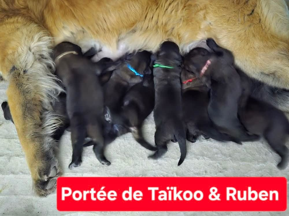 du domaine de la noyaraye - Leonberger - Portée née le 26/11/2025