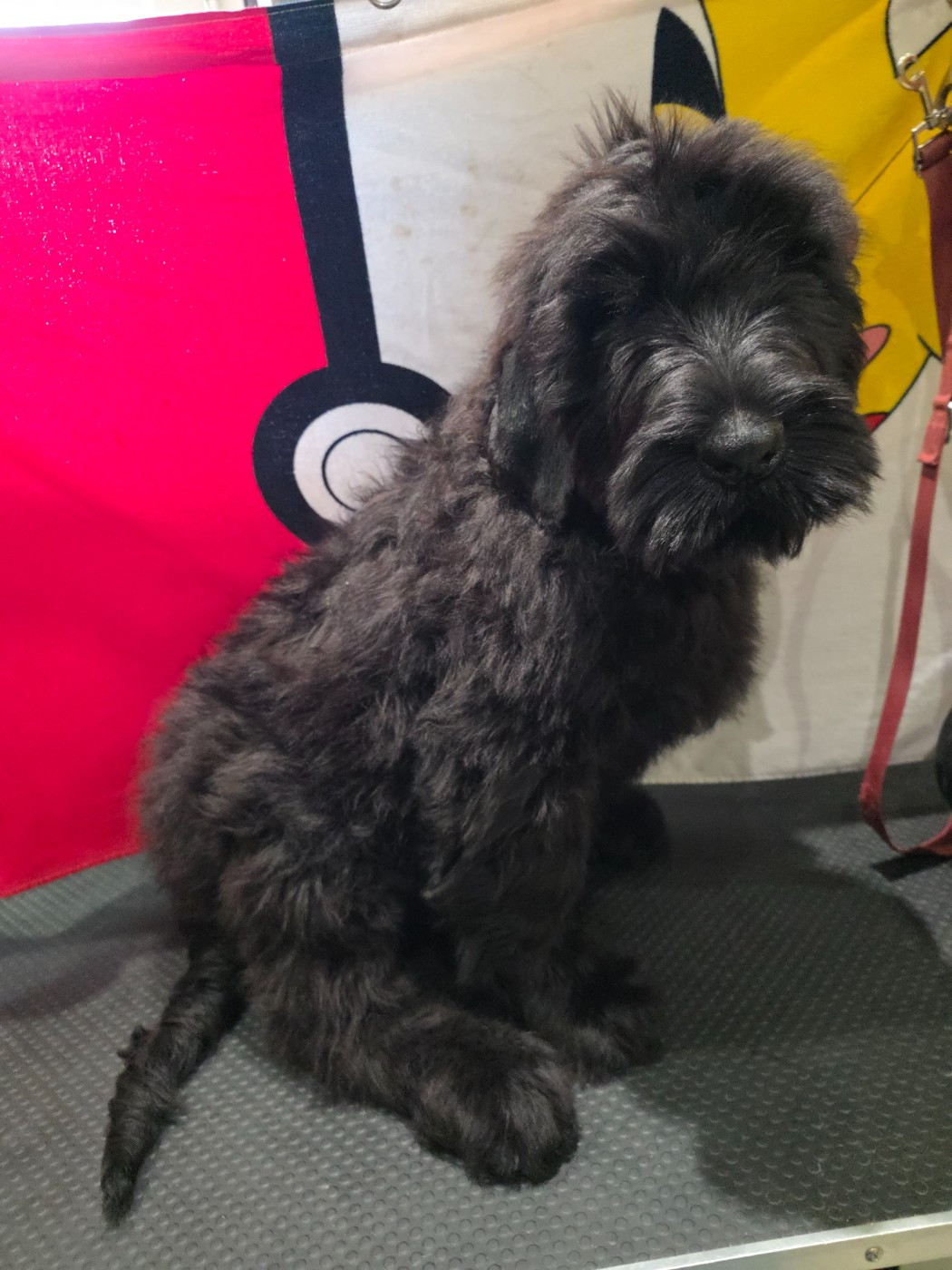 du domaine de la noyaraye - Chiots disponibles - Terrier noir