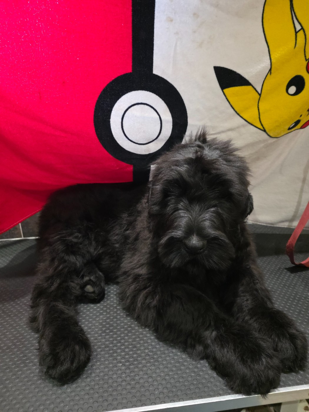 du domaine de la noyaraye - Chiots disponibles - Terrier noir