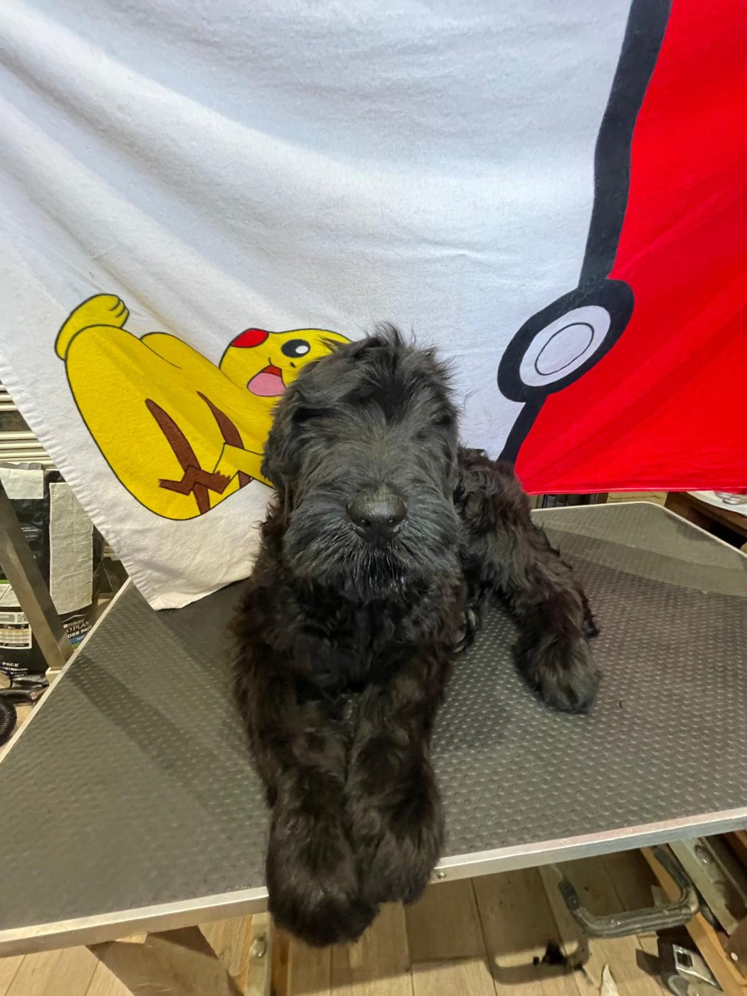 du domaine de la noyaraye - Chiots disponibles - Terrier noir