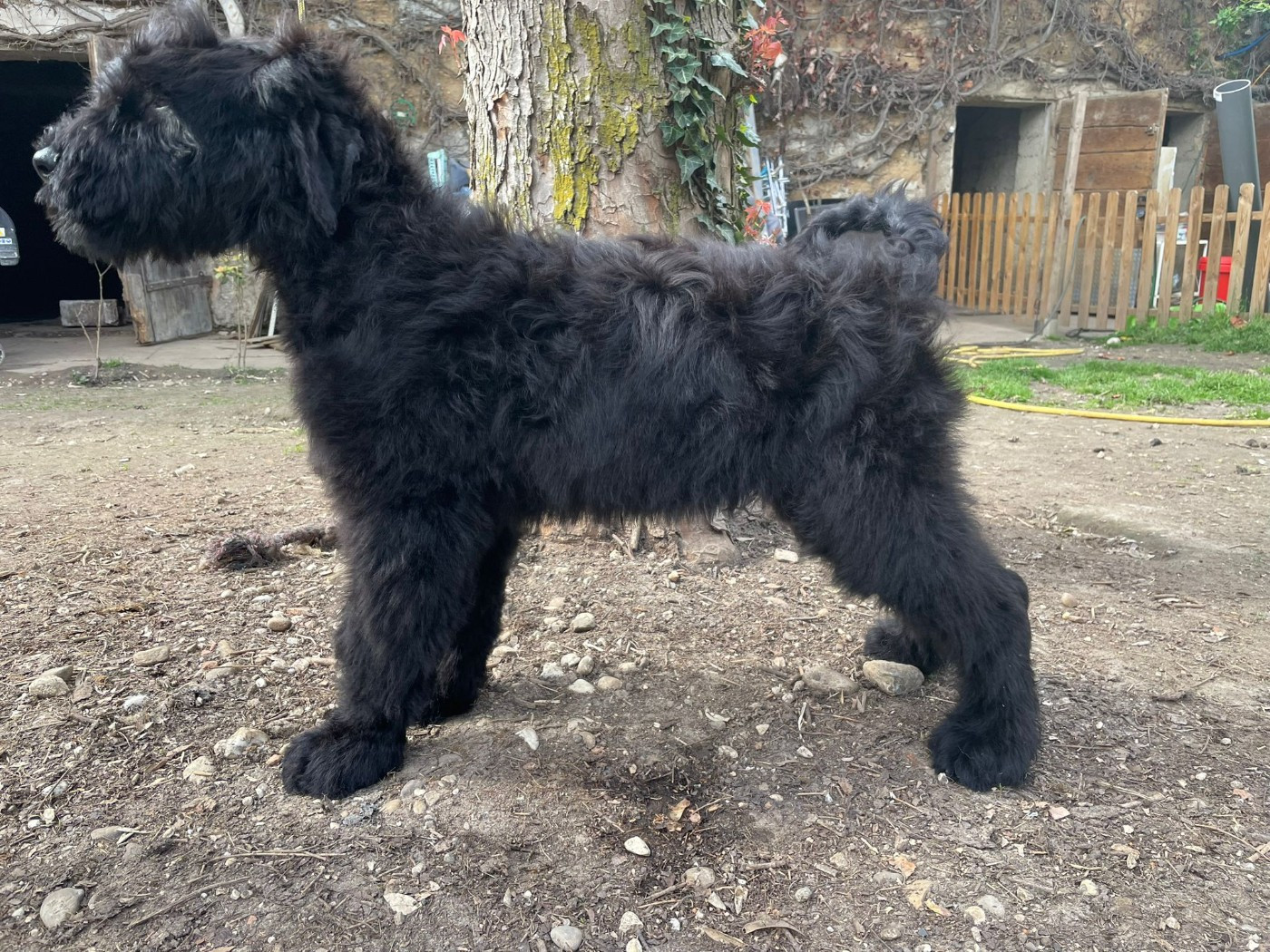 du domaine de la noyaraye - Chiots disponibles - Terrier noir