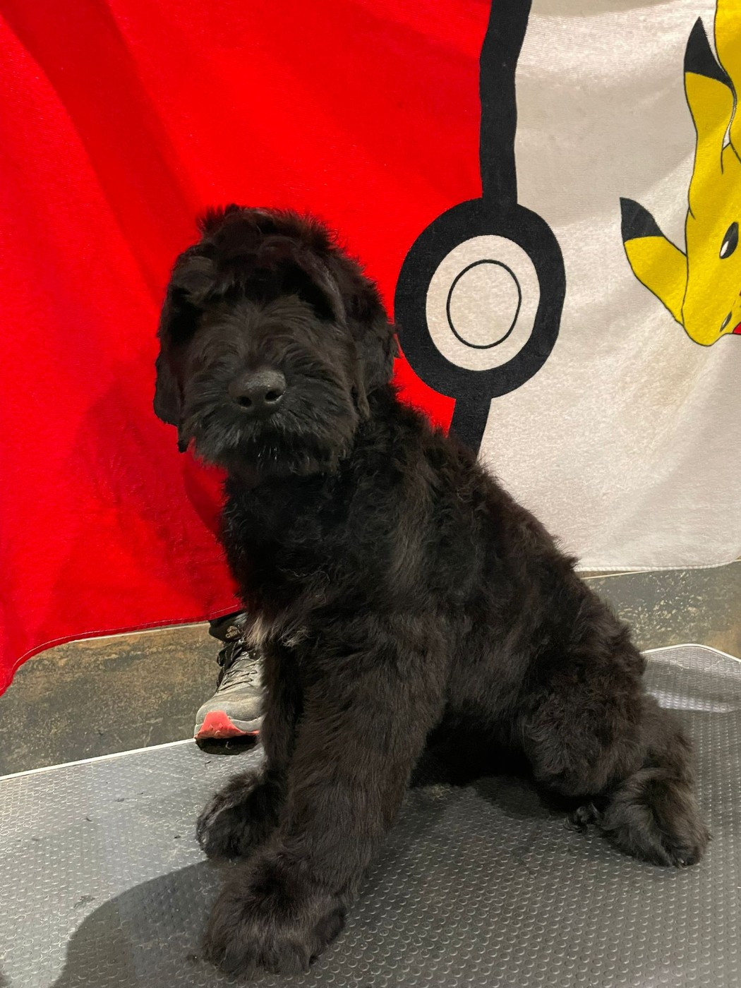 du domaine de la noyaraye - Chiots disponibles - Terrier noir