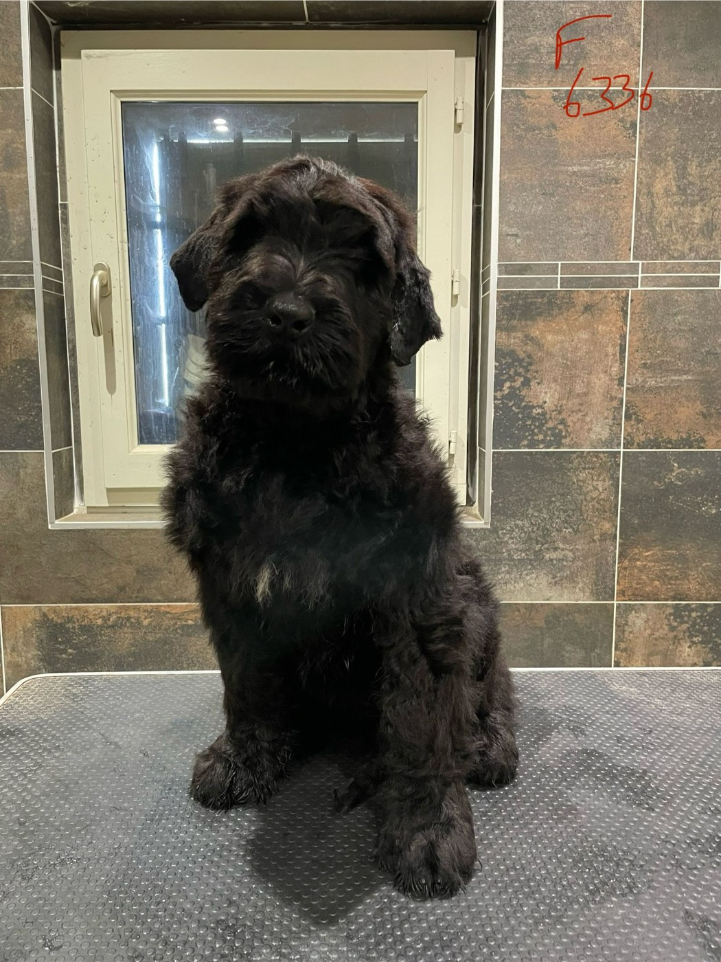 du domaine de la noyaraye - Chiots disponibles - Terrier noir