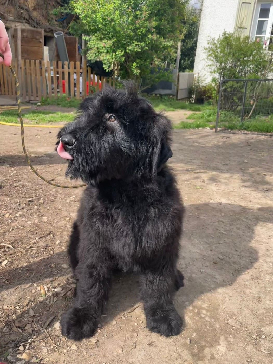 du domaine de la noyaraye - Chiots disponibles - Terrier noir