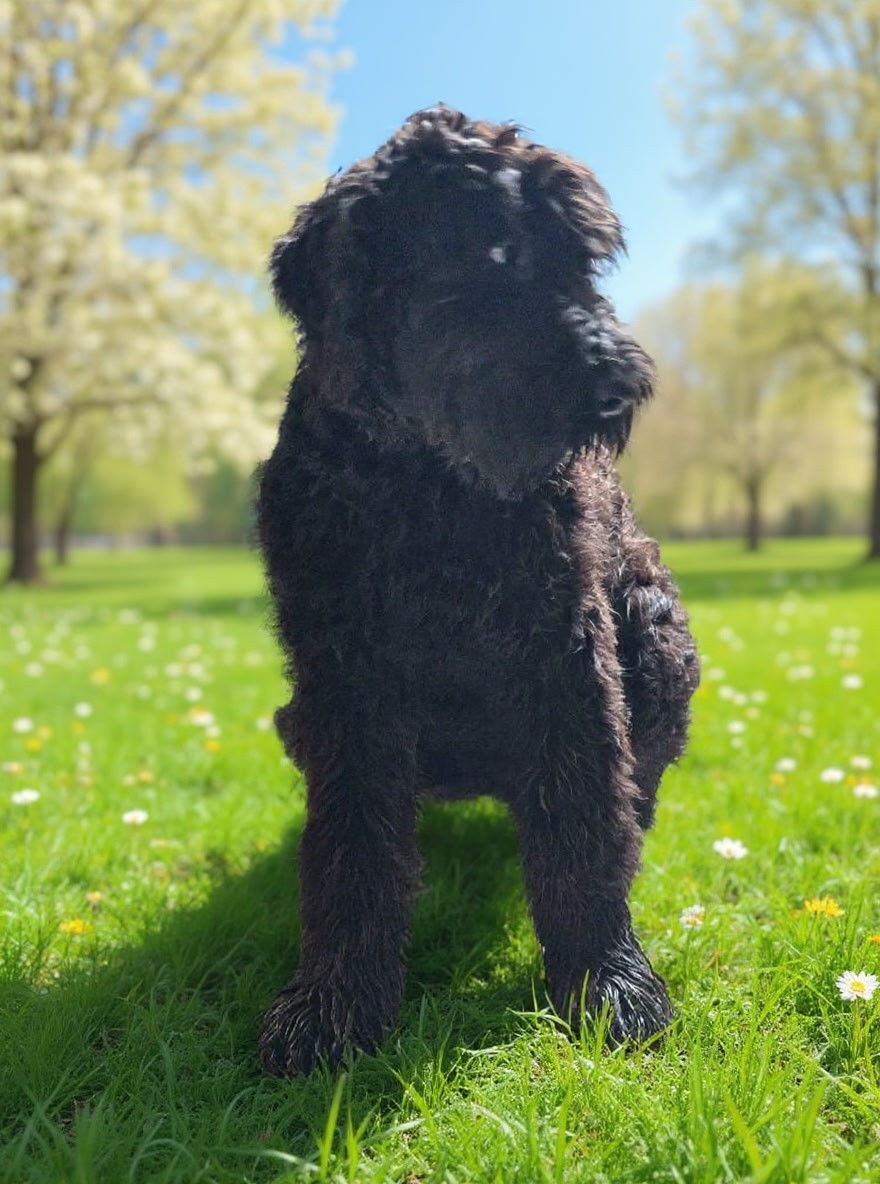 du domaine de la noyaraye - Chiots disponibles - Terrier noir