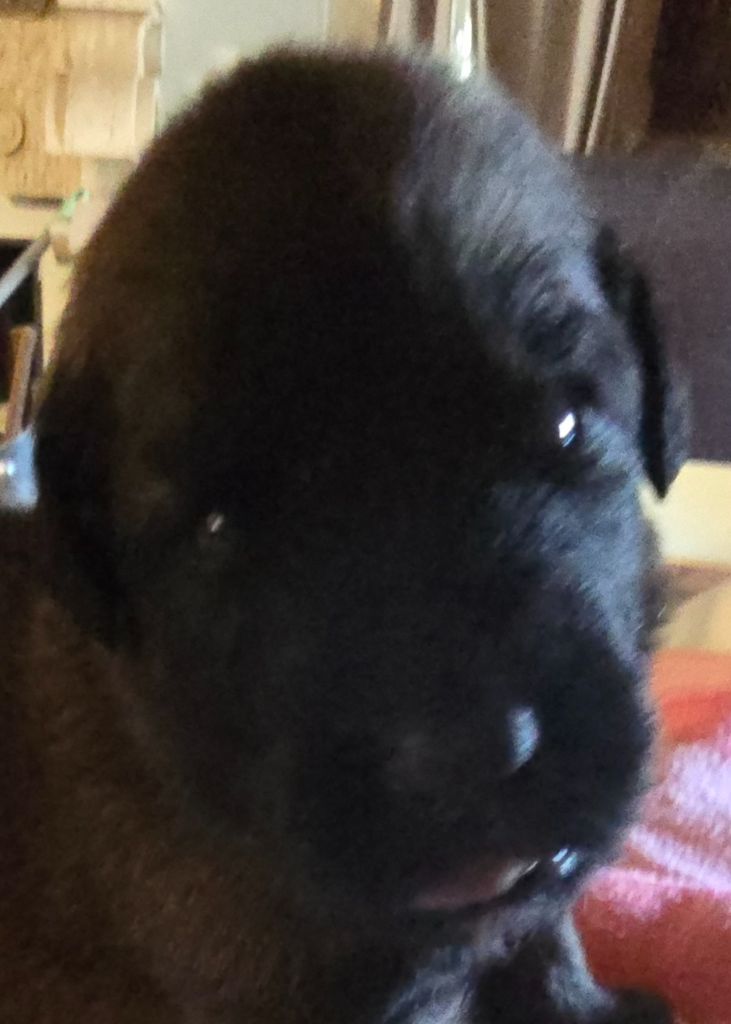 du domaine de la noyaraye - Chiots disponibles - Leonberger