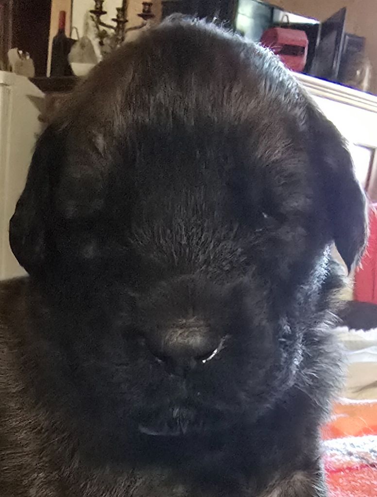 du domaine de la noyaraye - Chiots disponibles - Leonberger