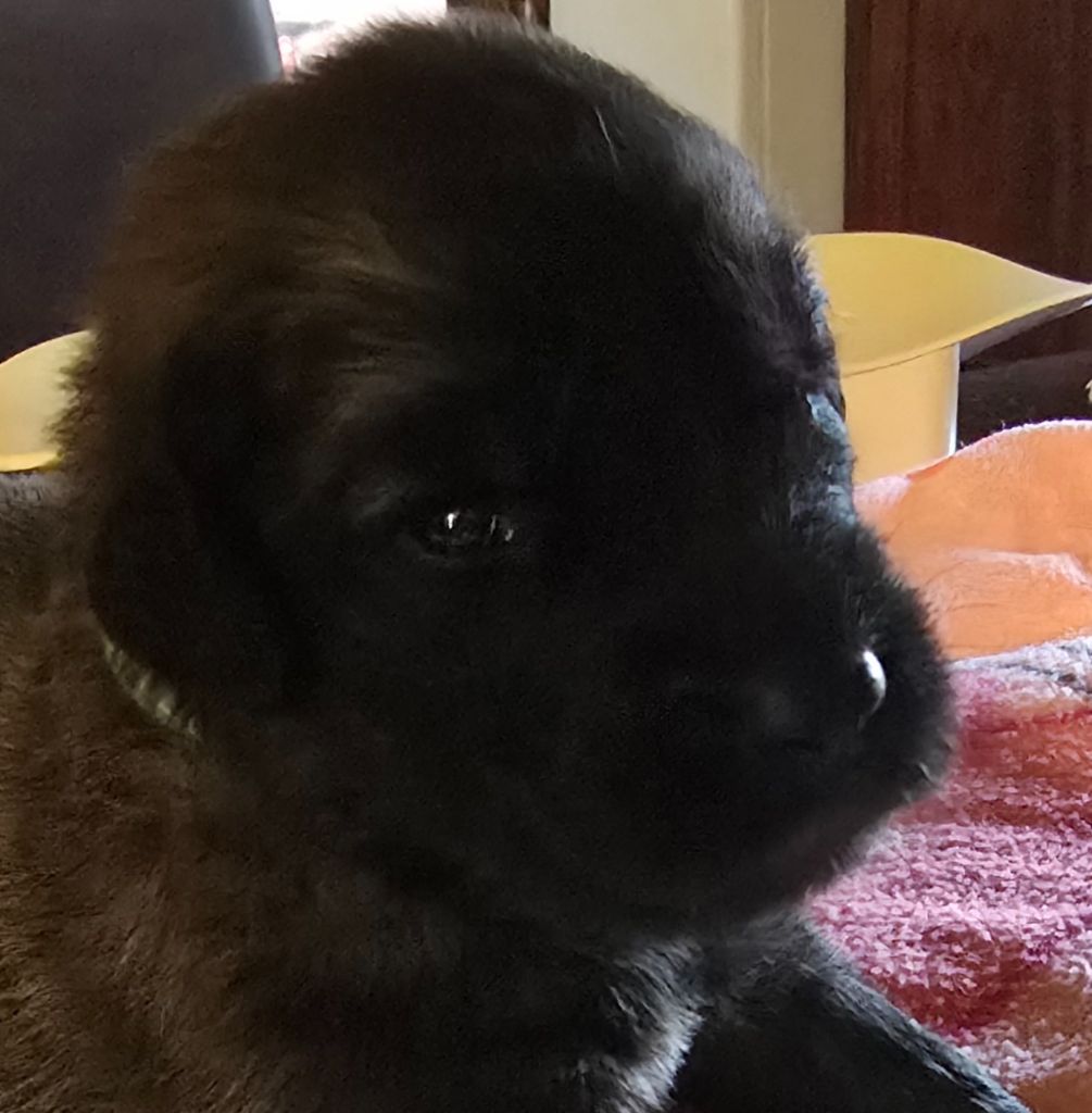 du domaine de la noyaraye - Chiots disponibles - Leonberger