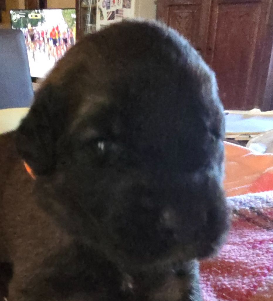 du domaine de la noyaraye - Chiots disponibles - Leonberger