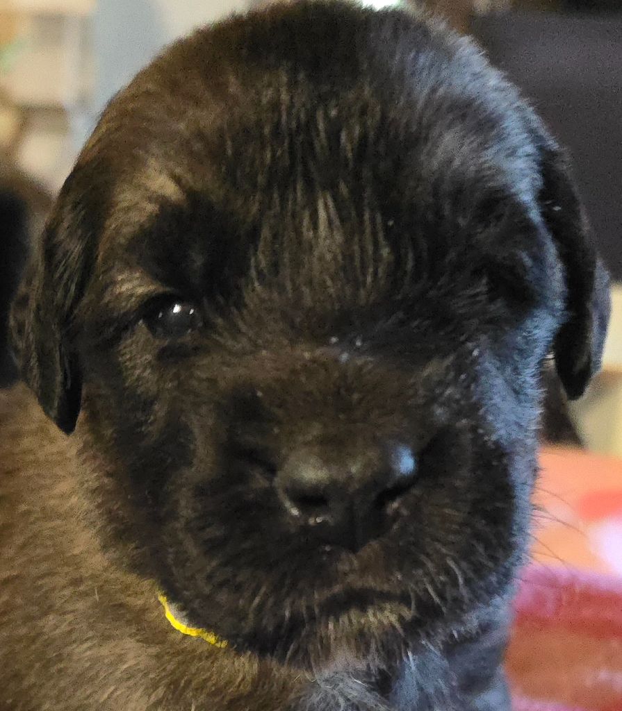 du domaine de la noyaraye - Chiots disponibles - Leonberger