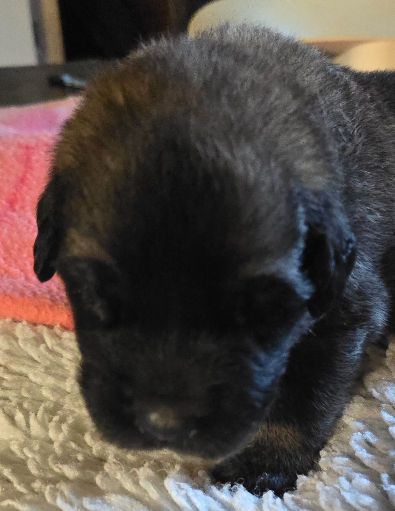 du domaine de la noyaraye - Chiots disponibles - Leonberger