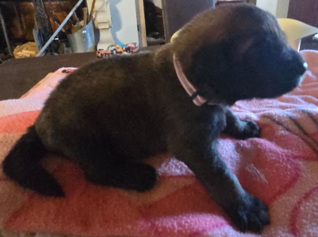 du domaine de la noyaraye - Chiots disponibles - Leonberger