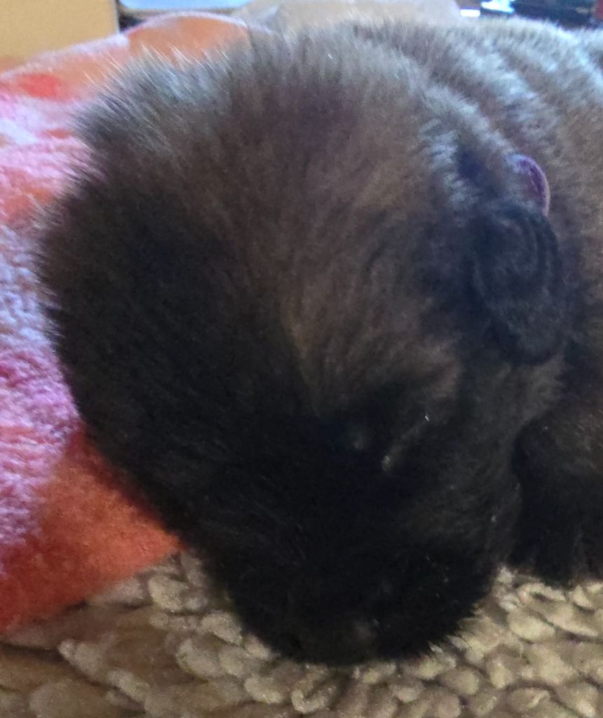 du domaine de la noyaraye - Chiots disponibles - Leonberger